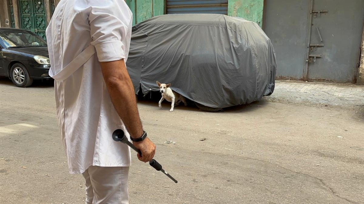 حملة بيطرية بدمنهور لتحصين الكلاب الحرة 