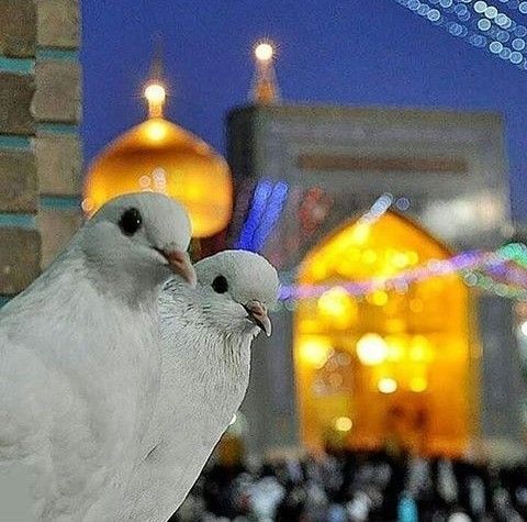 صور تهنئة بالمولد النبوي الشريف