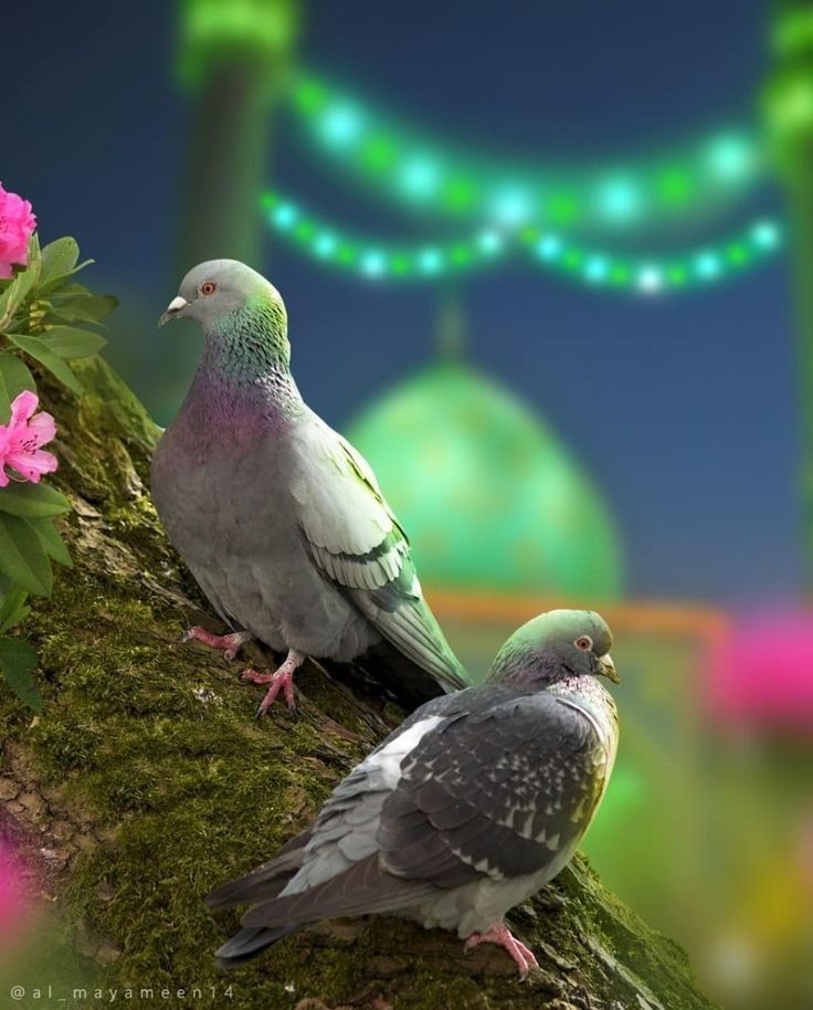 بوست تهنئة المولد النبوي