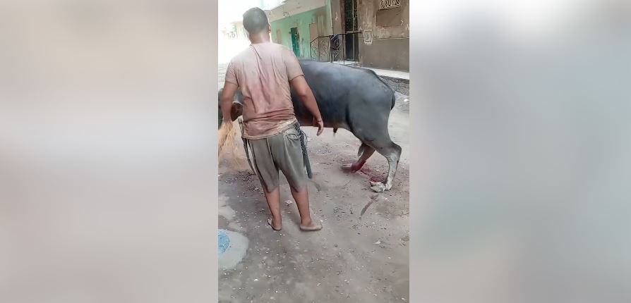 التعدي على عجل بالجيزة