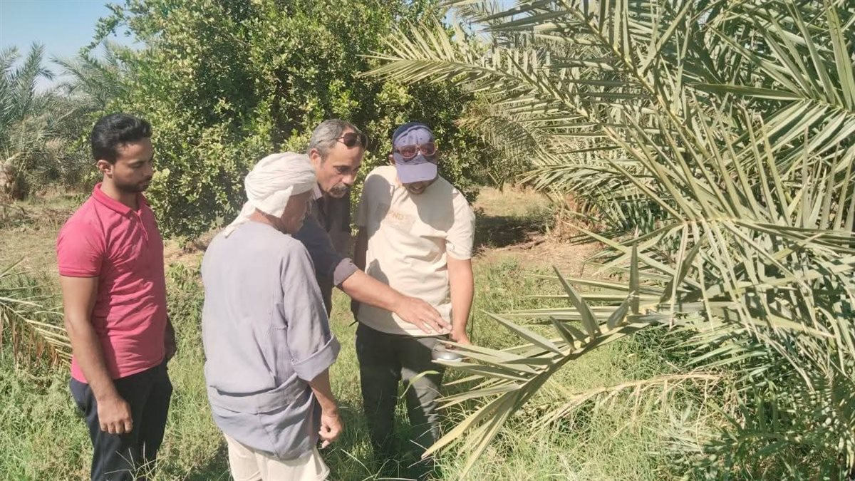 حملات للزراعة علي مزارع النخيل