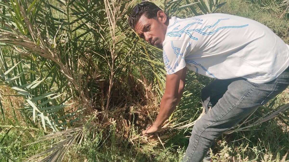 حملات للزراعة علي مزارع النخيل