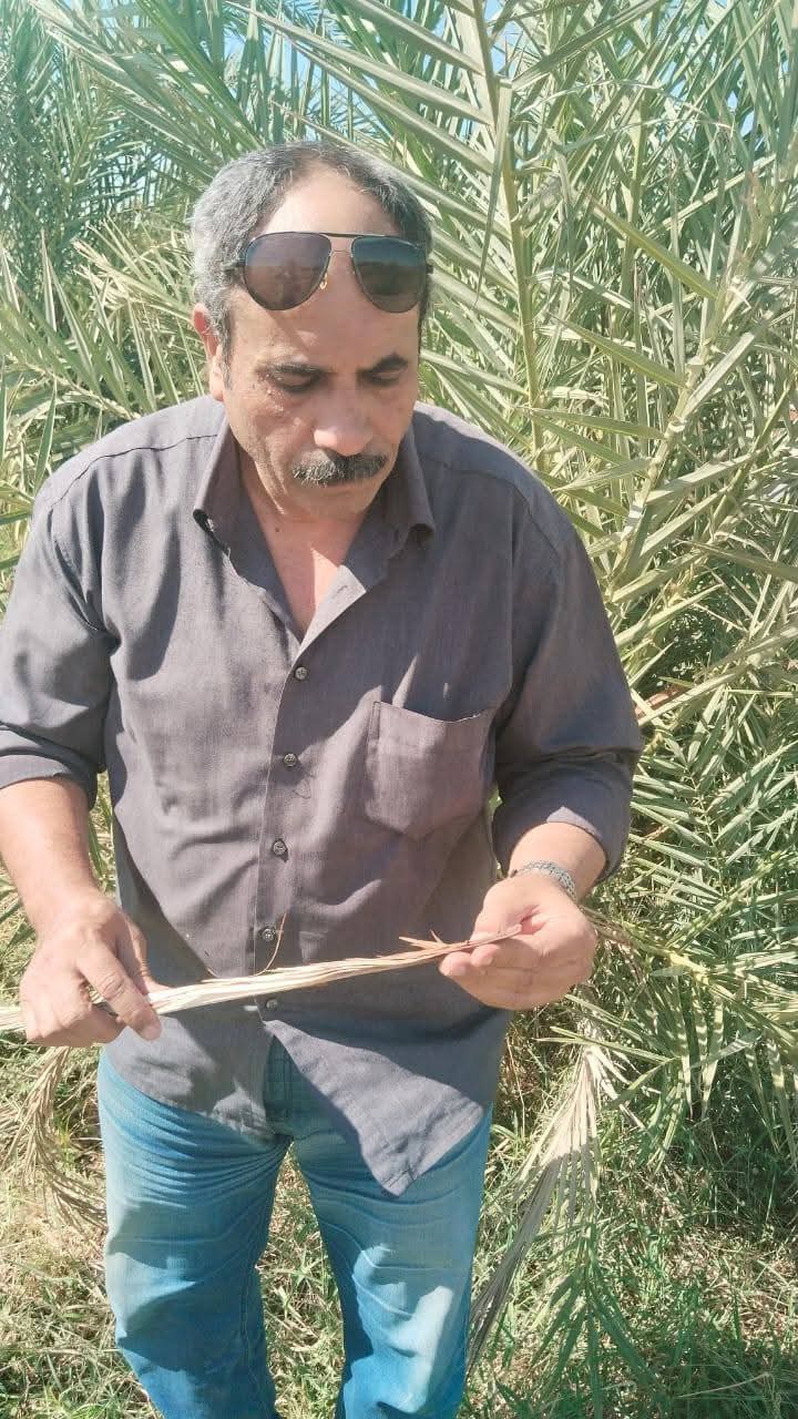 حملات للزراعة علي مزارع النخيل