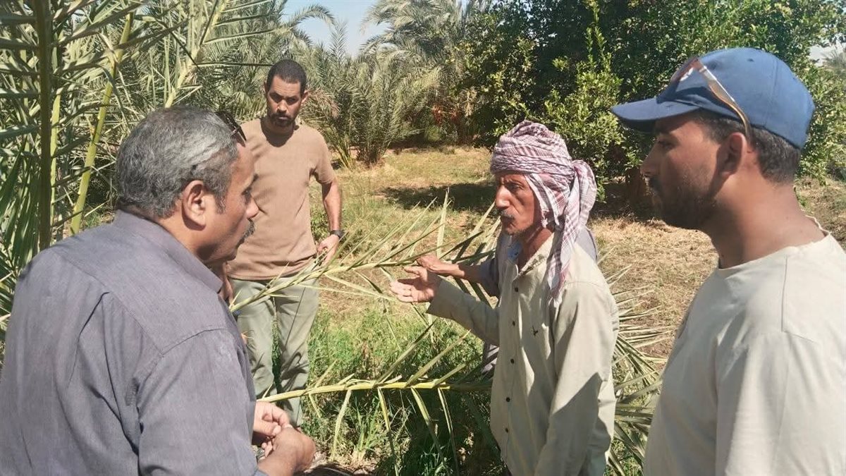 حملات للزراعة علي مزارع النخيل