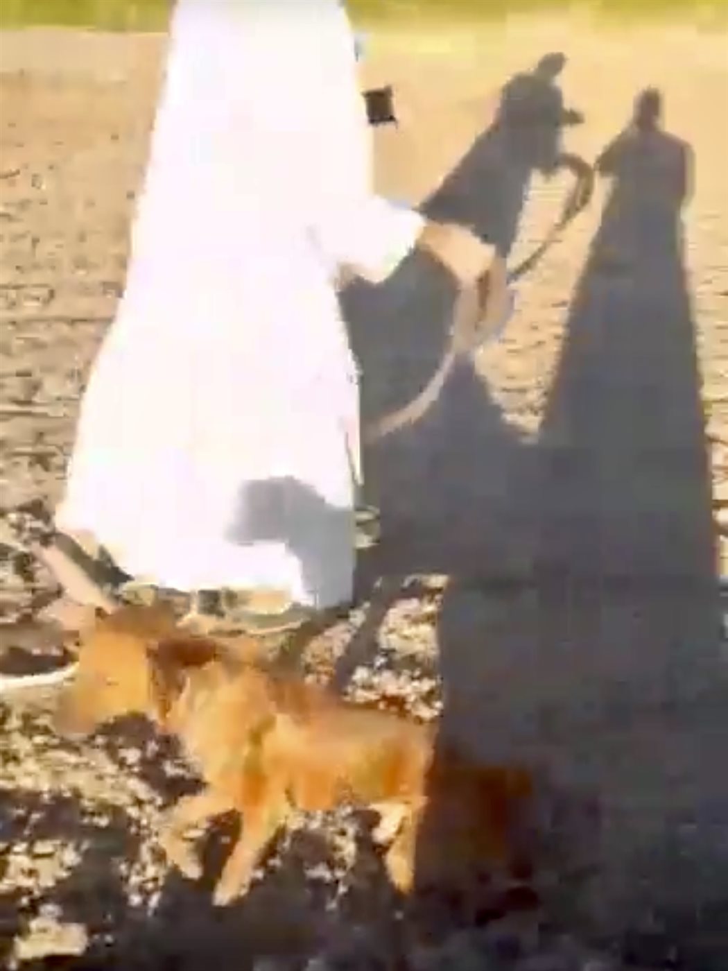 الجد وأحفادة ينقذون كلبا سقط في بئر بالأقصر 