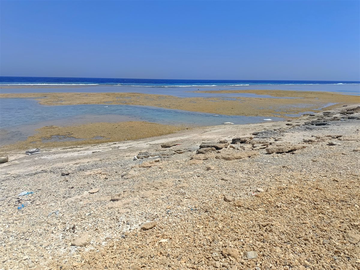 أجولة الردة على شواطئ القصير