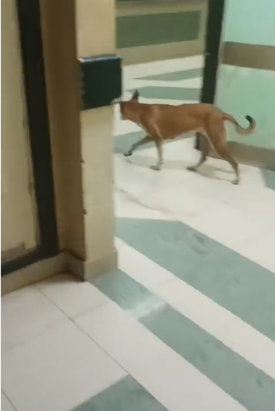 <strong>كلب ضال داخل أحد مباني مستشفى مبرة مصر</strong>