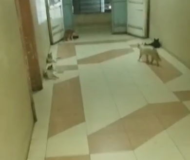 <strong>قطط داخل أحد مباني مستشفى مبرة مصر</strong>