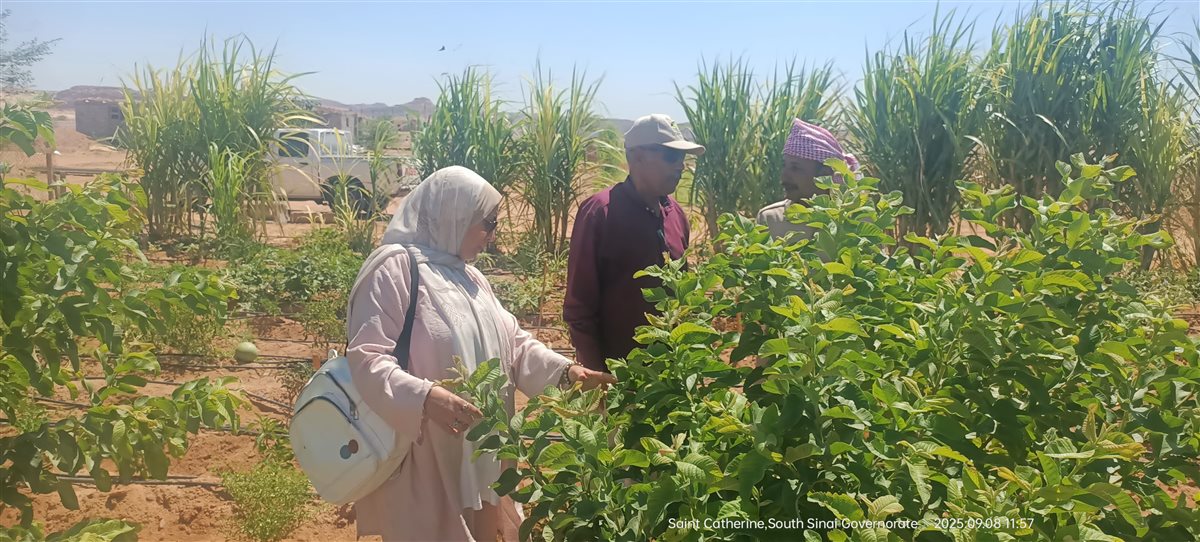وكيل الوزارة يلتقي المزارعين في سانت كاترين