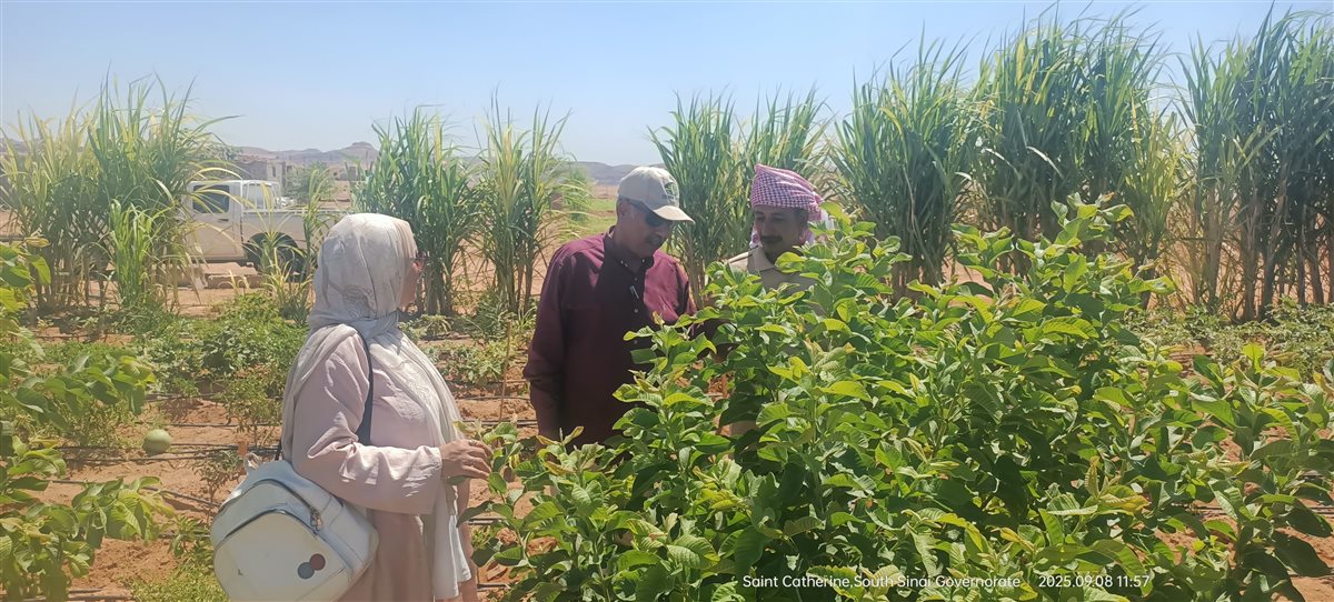 وكيل الوزارة يلتقي المزارعين في سانت كاترين