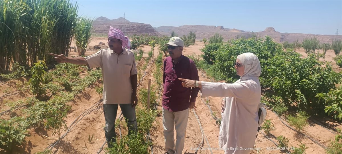 وكيل الوزارة يلتقي المزارعين في سانت كاترين