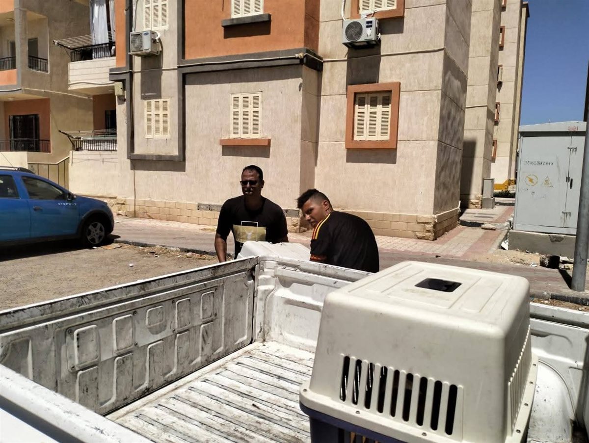 حملة علي الكلاب الضالة بشوارع الغردقة 