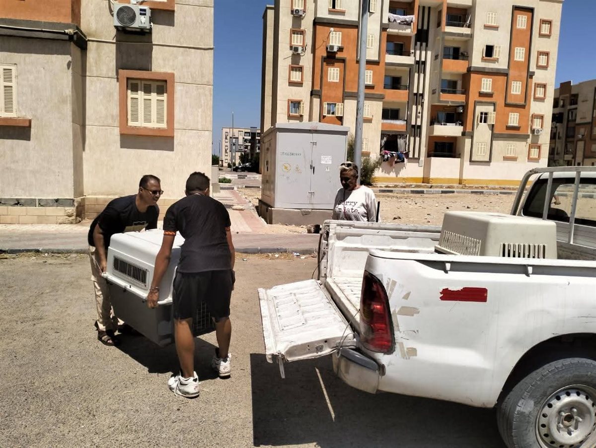 حملة علي الكلاب الضالة بشوارع الغردقة 