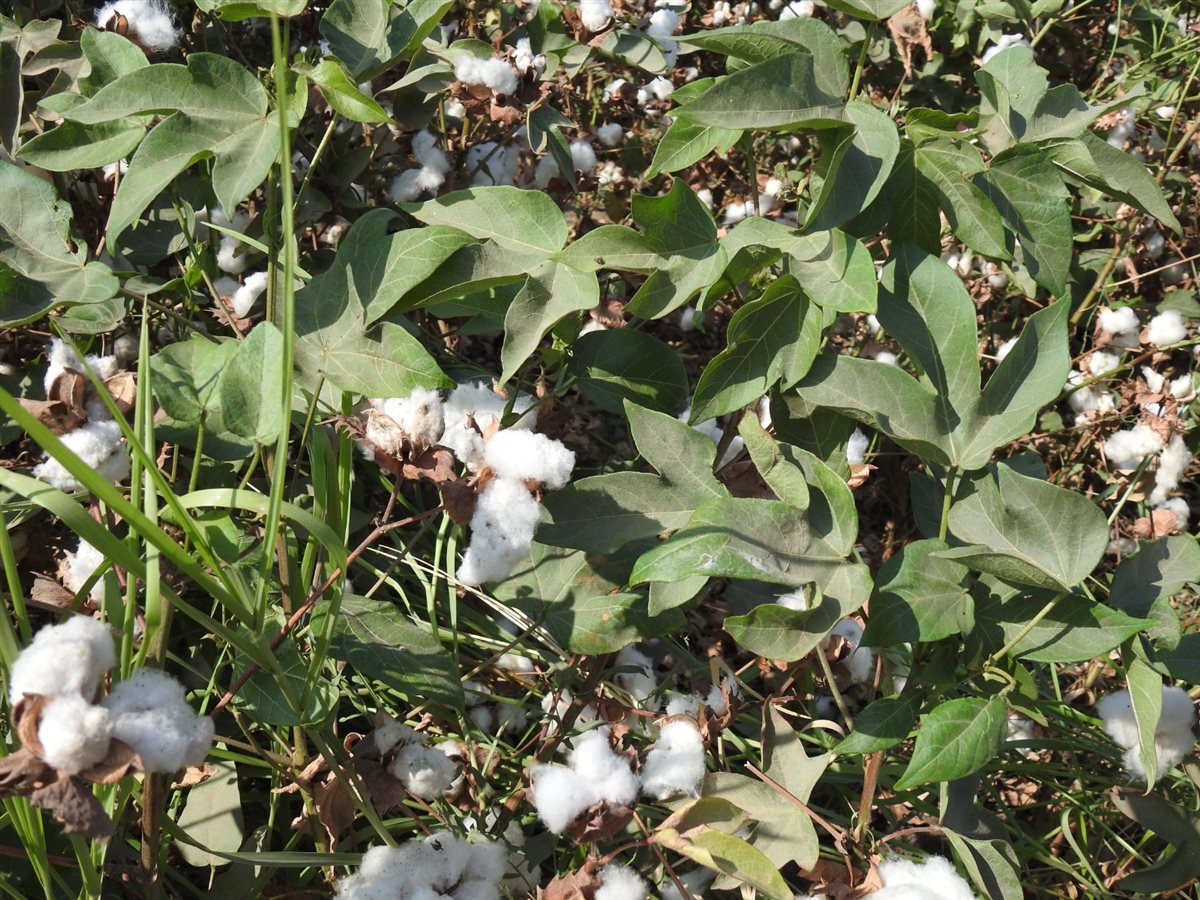 محافظ الفيوم يفتتح موسم جني القطن بأحد الحقول الزراعية بقرية رحمي