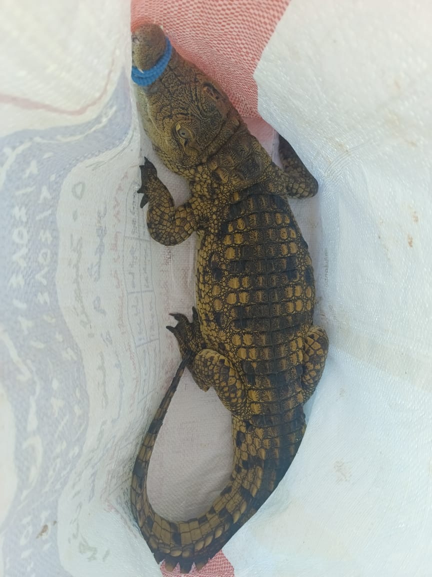 العثور على تمساح