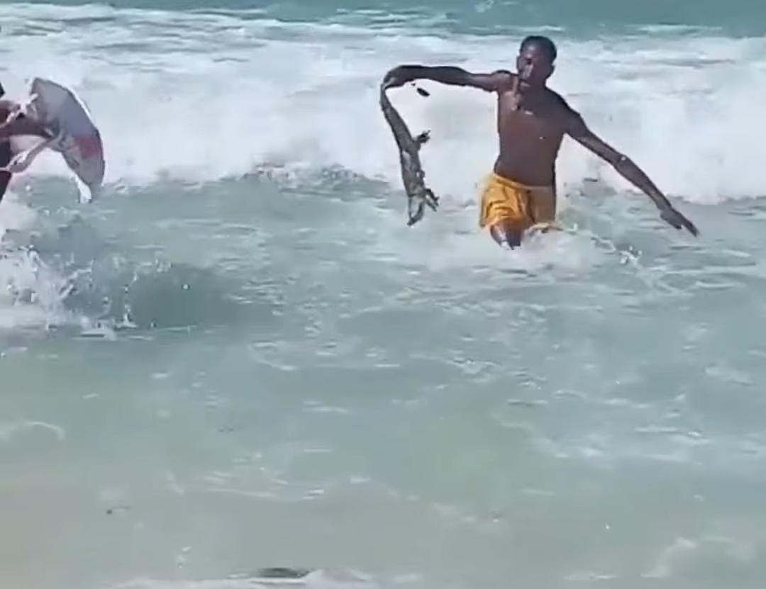 العثور على تمساح