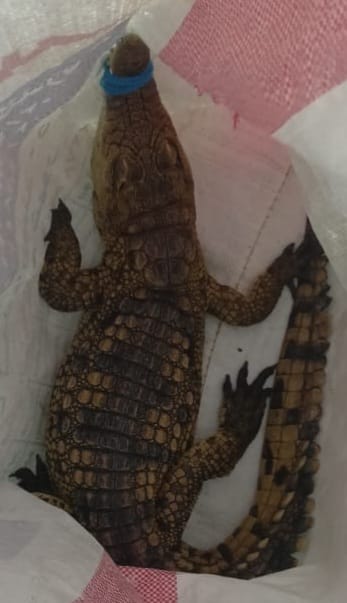 وزيرة التنمية المحلية والقائم بأعمال وزير البيئة توجه بالتعامل الفوري مع بلاغ العثور على تمساح بمياه البحر بمنطقة أبوتلات بالإسكندرية