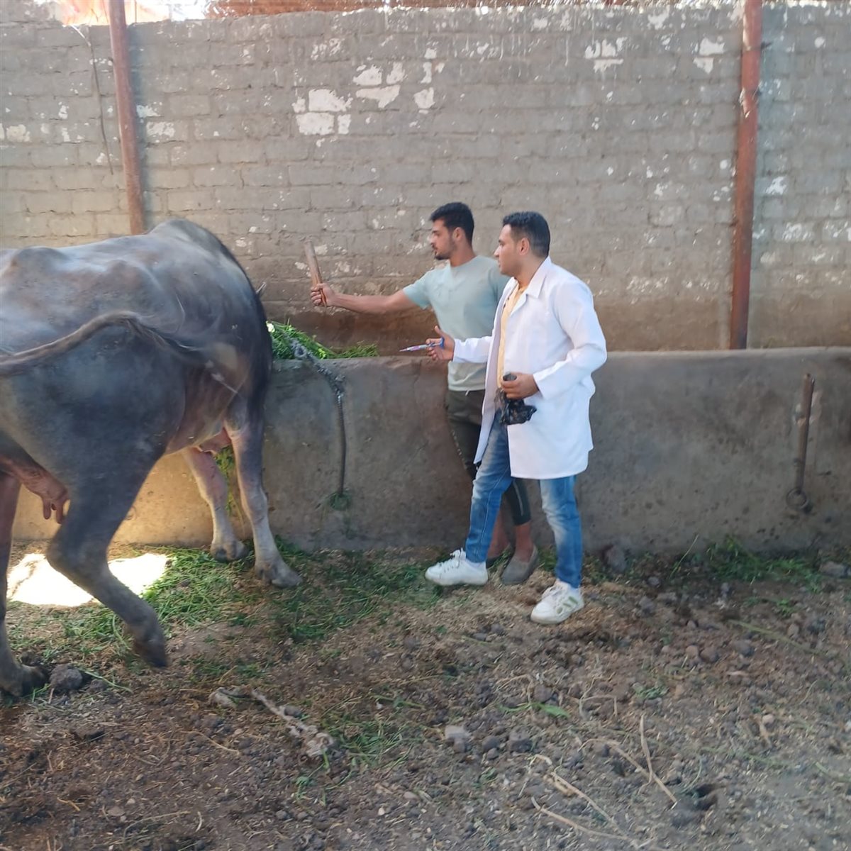 تحصين 80293 رأس ماشية ضد مرضي الحمى القلاعية وحمى الوادي المتصدع بالفيوم 