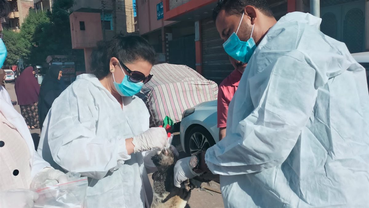 تحصين 80293 رأس ماشية ضد مرضي الحمى القلاعية وحمى الوادي المتصدع بالفيوم 