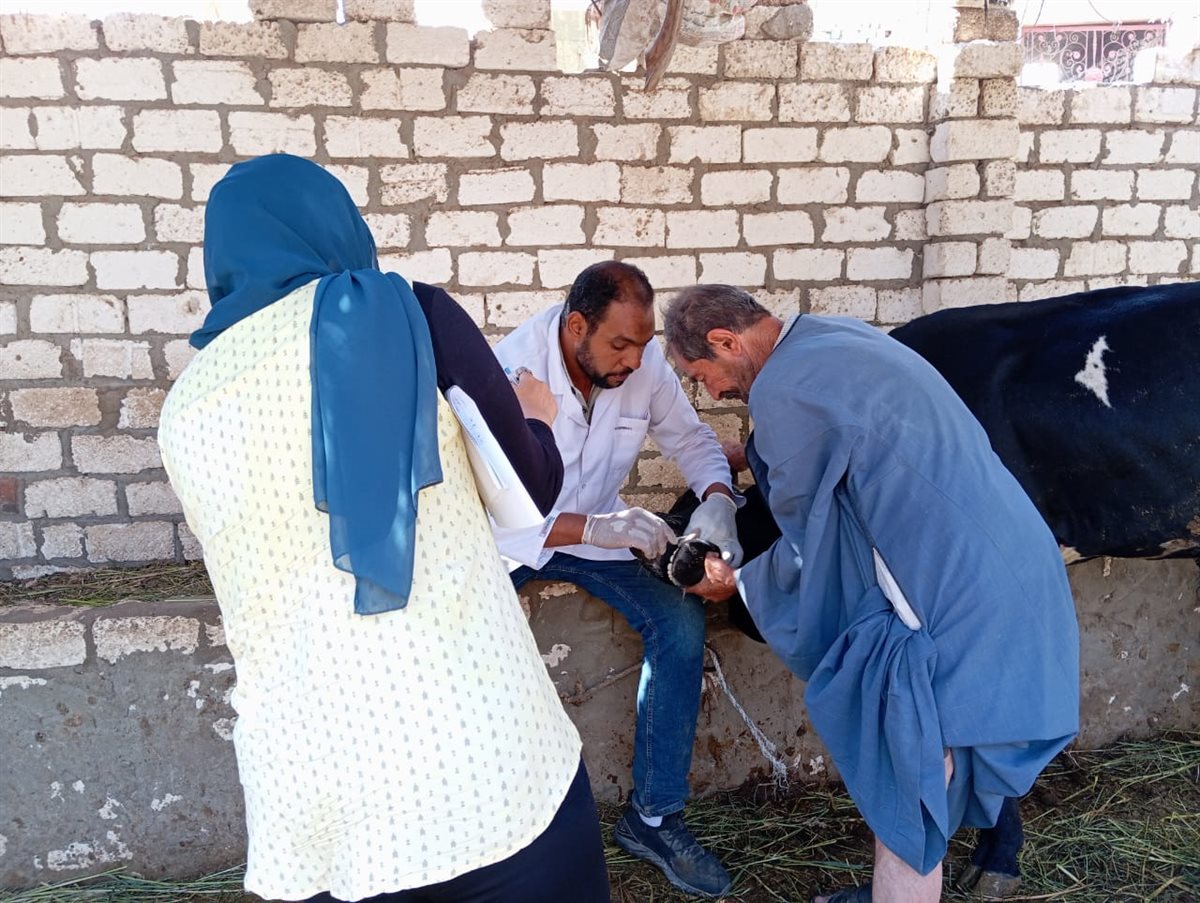 تحصين 80293 رأس ماشية ضد مرضي الحمى القلاعية وحمى الوادي المتصدع بالفيوم 