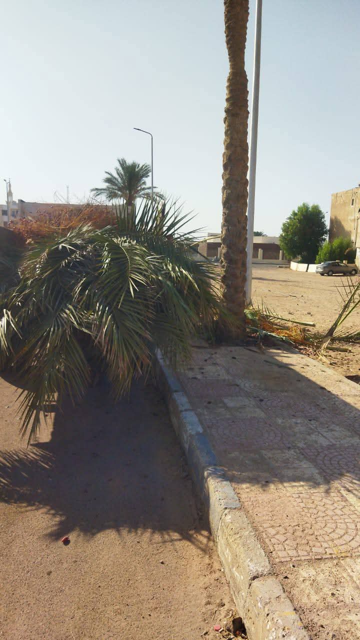 جانب من حملات النظافة