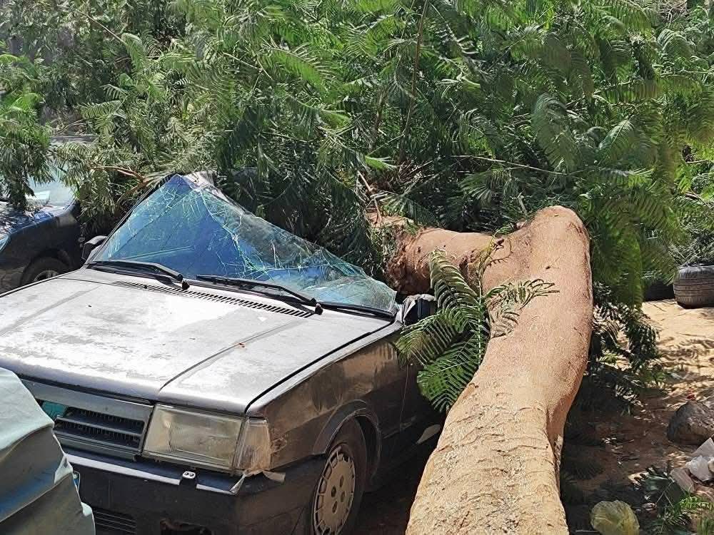 سقوط شجرة أعلى سيارة ملاكي بشارع الهلالي بأسيوط
