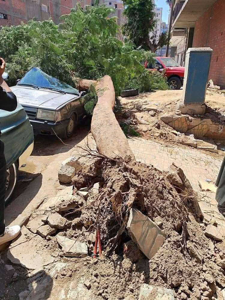سقوط شجرة أعلى سيارة ملاكي بشارع الهلالي بأسيوط