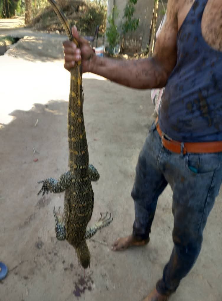 حيوان يشبه التمساح يخرج من ترعة ويثير ذعر الأهالي في سوهاج