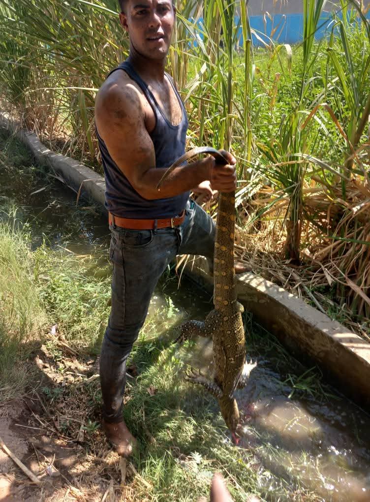 تمساح ولا ورل