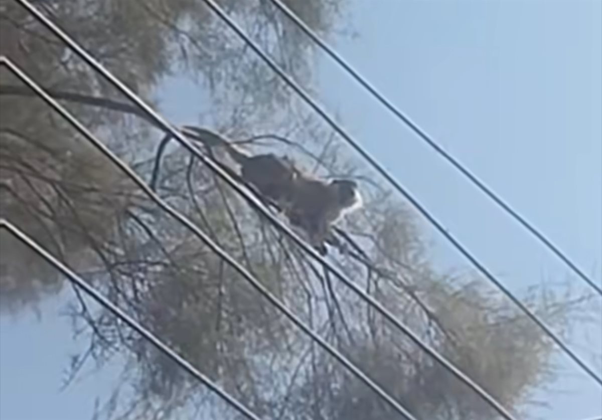 ظهور نسناس الأقصر مرة أخرى