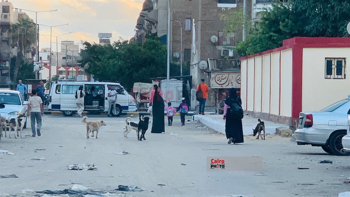 الكلاب الضالة وتجمعات القمامة في محيط المدارس ببورسعيد 