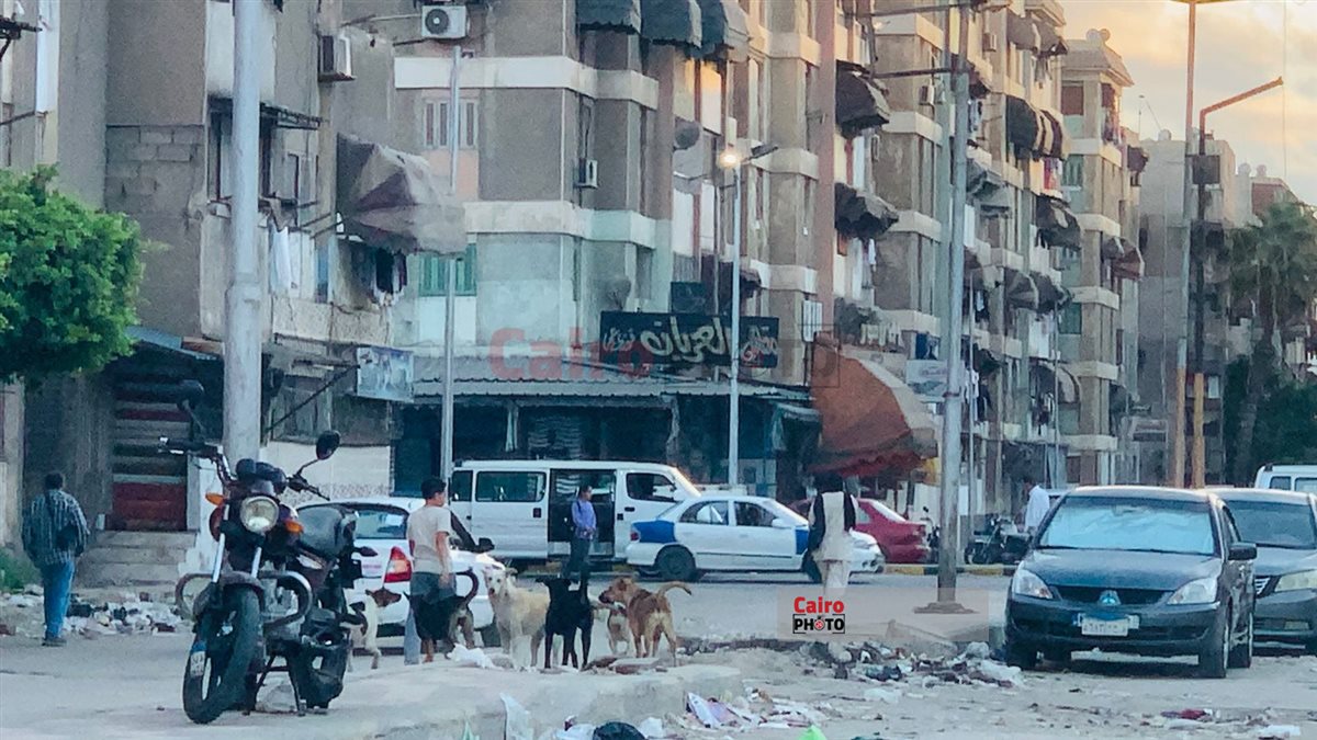 الكلاب الضالة وتجمعات القمامة في محيط المدارس ببورسعيد 