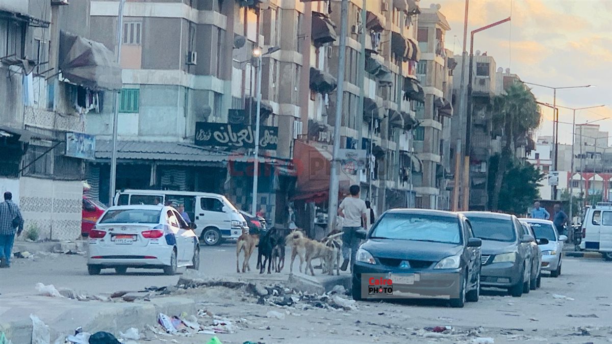 الكلاب الضالة وتجمعات القمامة في محيط المدارس ببورسعيد 