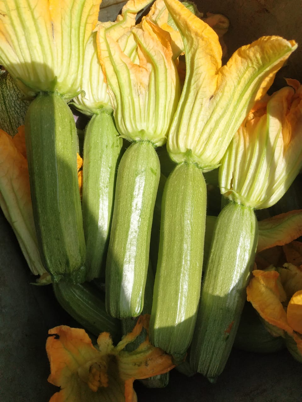 الزراعة تعلن تسجيل هجن وأصناف جديدة من الطماطم والفاصوليا والكوسة