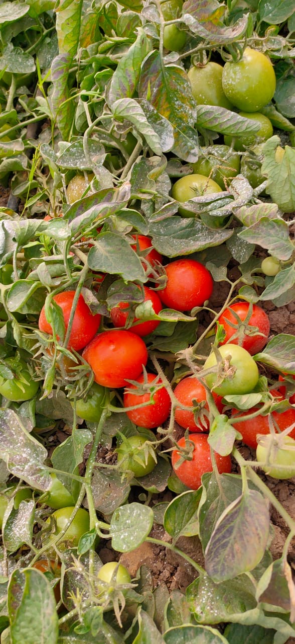 الزراعة تعلن تسجيل هجن وأصناف جديدة من الطماطم والفاصوليا والكوسة