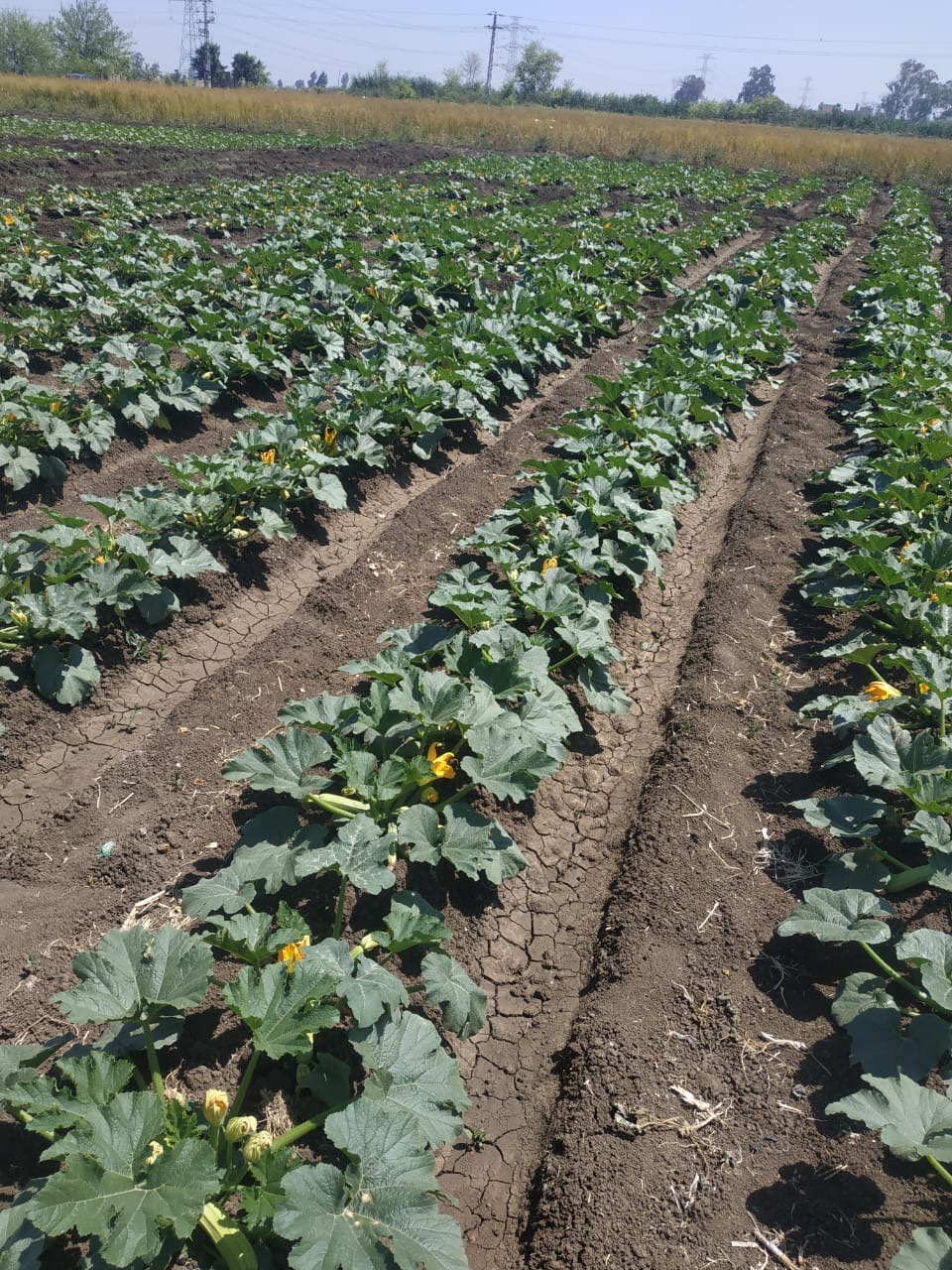 الزراعة تعلن تسجيل هجن وأصناف جديدة من الطماطم والفاصوليا والكوسة