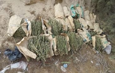 ضبط مزرعة مخدرات بقيمة مليار و600 مليون على مساحة 3.5 فدان بالإسماعيلية (1)