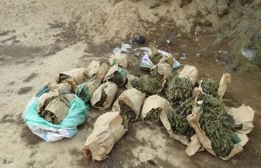 ضبط مزرعة مخدرات بقيمة مليار و600 مليون على مساحة 3.5 فدان بالإسماعيلية (4)