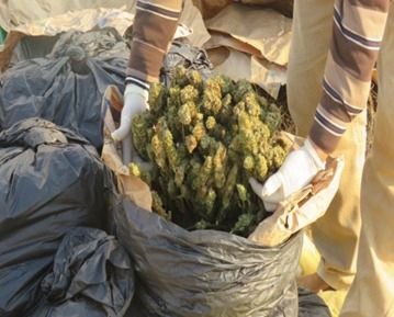 ضبط مزرعة مخدرات بقيمة مليار و600 مليون على مساحة 3.5 فدان بالإسماعيلية (8)