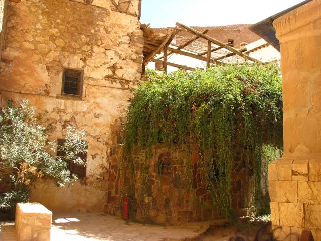 الشجرة المباركة بسانت كاترين 