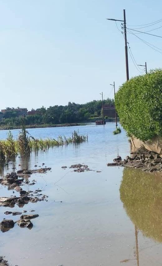 جزيرة داود بالمنوفية