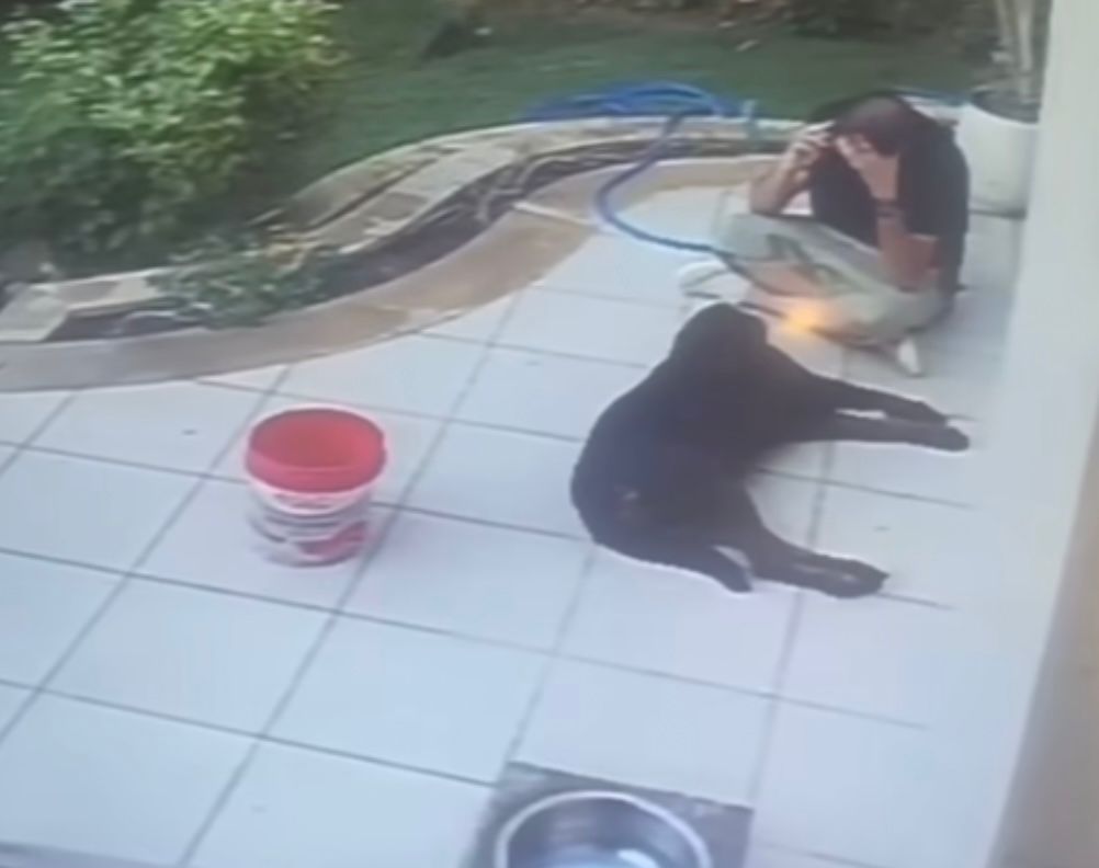 الكلب بعد تسميمه