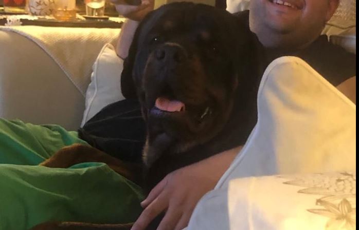 الكلب النافق