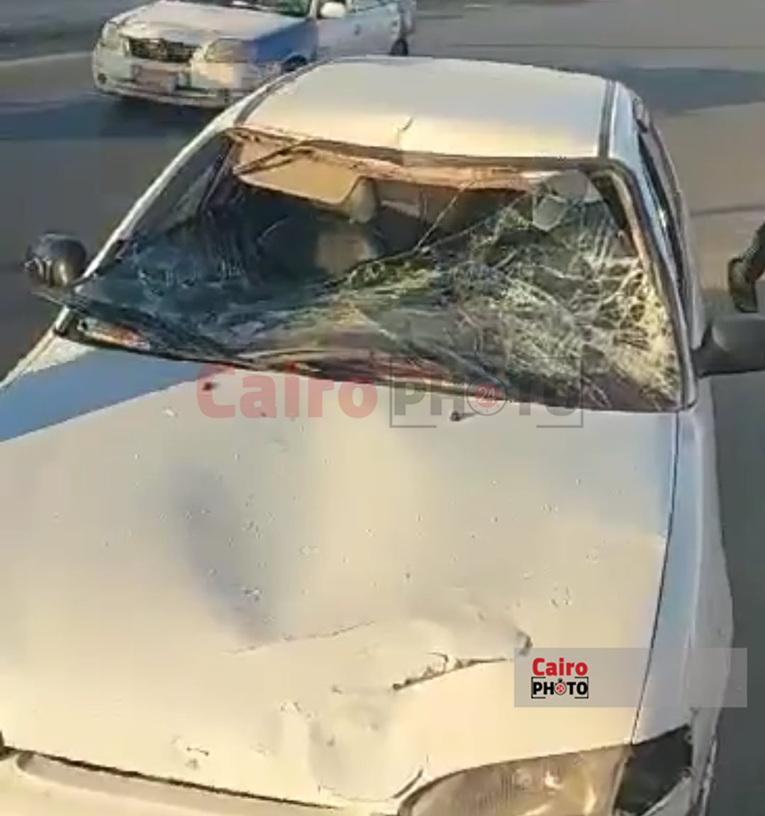 عجل يهشم سيارة ببورسعيد 