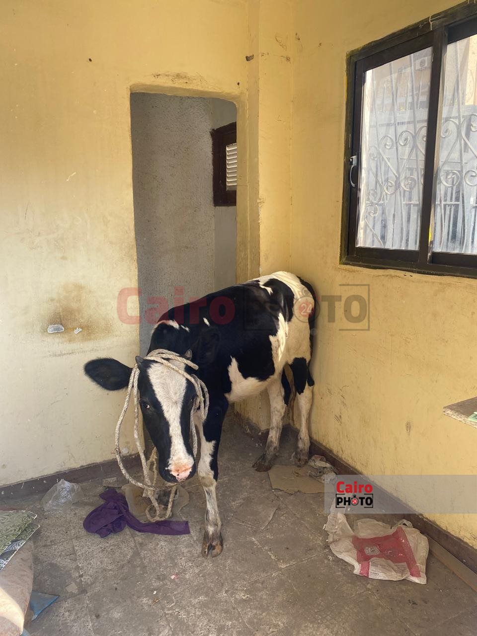 مصادرة العجول الهائمة ببورسعيد 