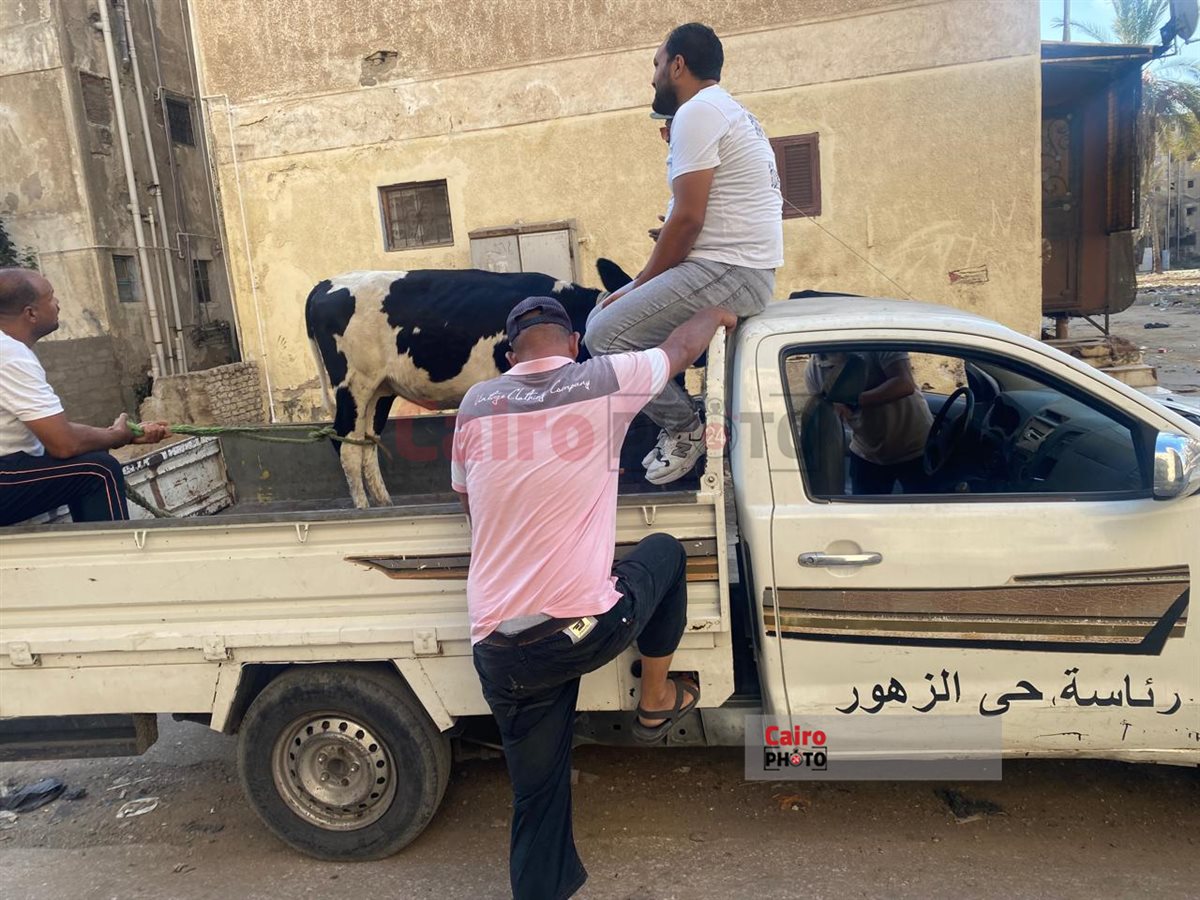 مصادرة العجول الهائمة ببورسعيد 