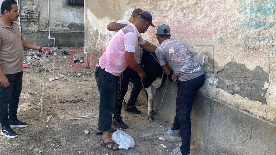 مصادرة العجول الهائمة ببورسعيد - قص