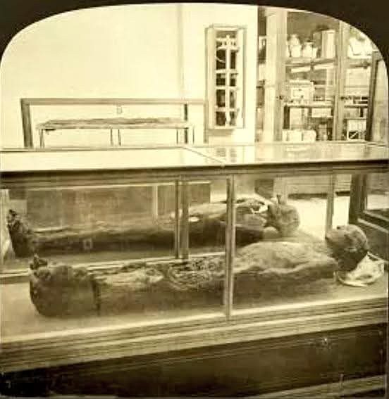 عرض المومياوات في متحف بولاق
