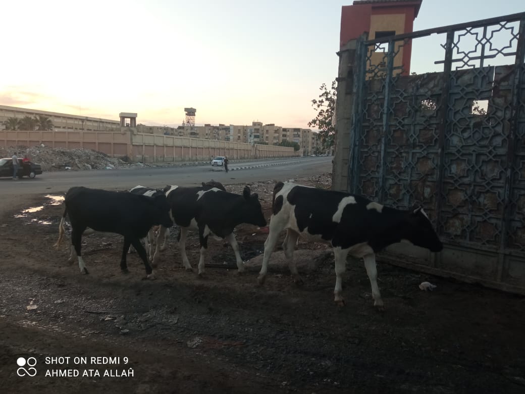 مصادرة الحيوانات الضالة بشوارع بورسعيد 