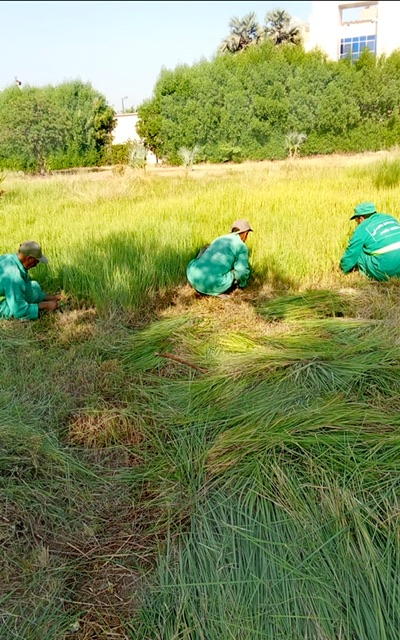 حملات نظافة